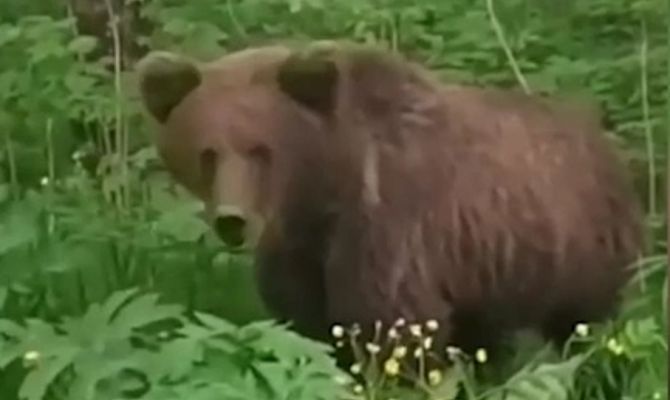 Видео с медведем в Веневском районе оказалось фейком