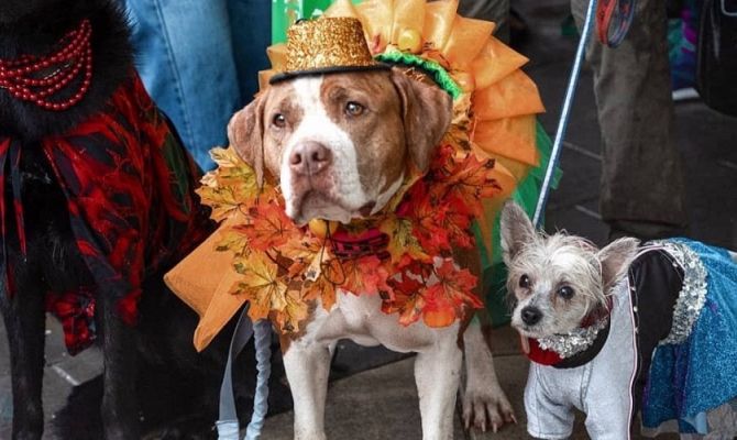 В Туле состоится парад собак