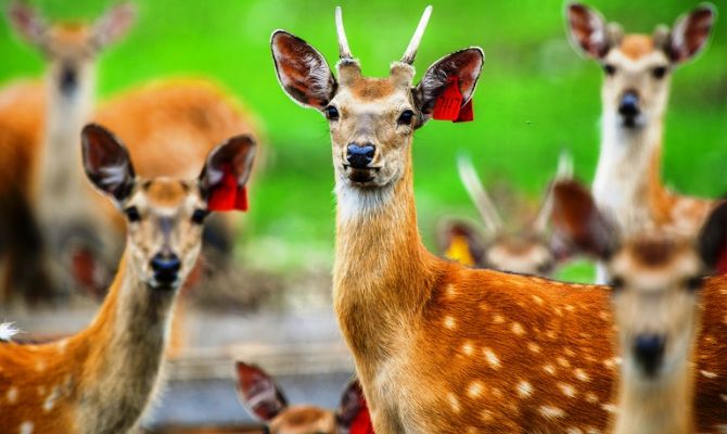 В 400 раз выросла цена охотничьих животных в России