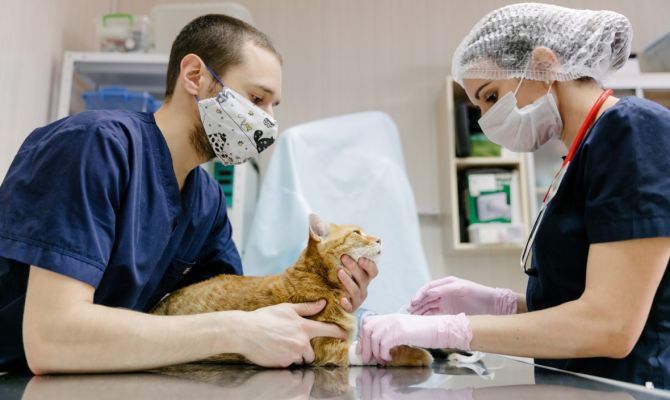 В России разрабатывается вакцина от коронавируса для животных