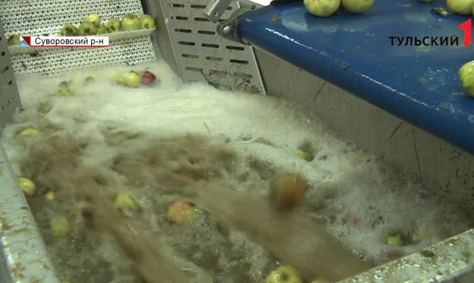 Все тайны создания сидра: как на Суворовском предприятии делают бодрящий напиток