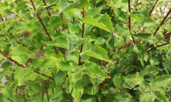 В Тульской области ожидается высокая активность насекомых-вредителей