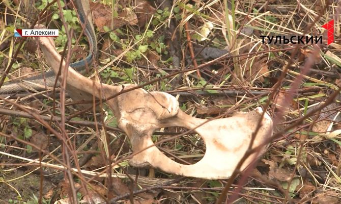 Под Тулой нашли Освенцим для животных