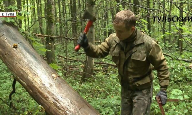 Зачем лесоводы клеймят в Туле деревья. РЕПОРТАЖ