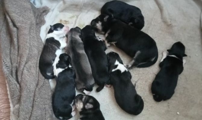 В Киреевске на свалку выкинули коробку с новорожденными щенками