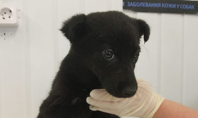 Тульский центр помощи бездомным животным объявил апрельские «Дни стольника»