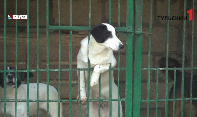 Туляки стали чаще бросать кошек и собак