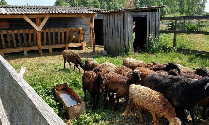 В Кимовском районе предпринимателю выдали предписание за нарушения при содержании животных