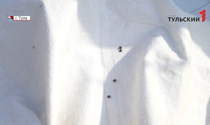За год активность клещей в Тульской области снизилась вдвое