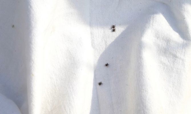 180 жителей Тульской области пострадали от укусов клещей за неделю