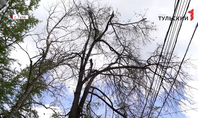 После грозы на машину упало дерево: как туляки могут возместить ущерб