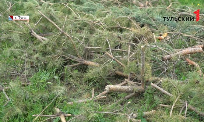 15 лет ухаживал за «райским уголком»: в Большой Туле по ошибке спилили сосны