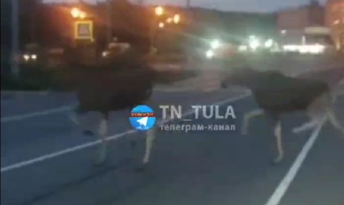 Под Тулой на дорогу выбежали лоси: видео