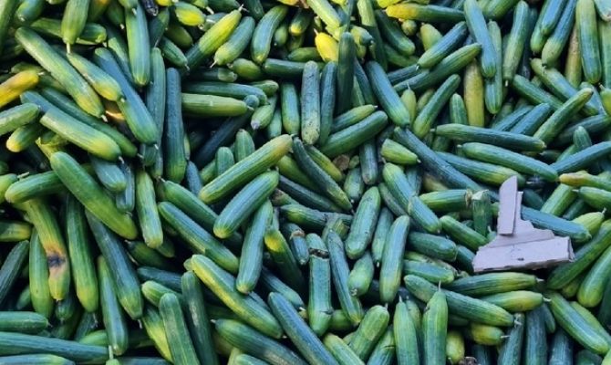 На Всехсвятском кладбище в Туле устроили свалку рядом с могилами