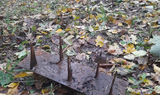 В тульском лесу грибник наступил на острые железные шипы