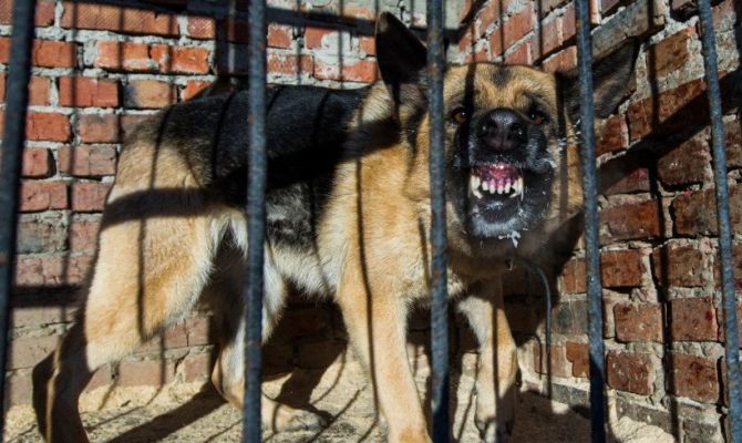 Кинолог рассказал, как избежать нападения бездомных собак