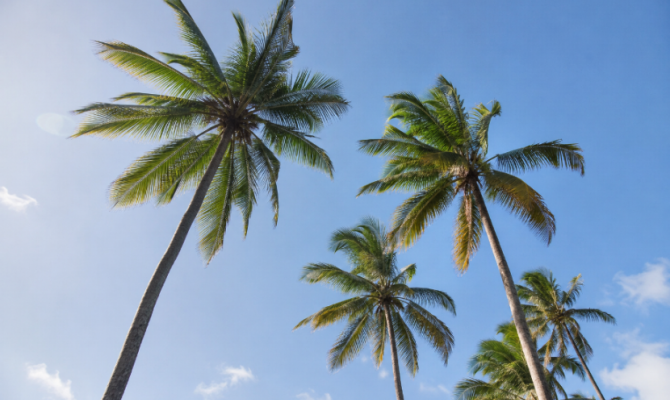 В Тульской области могут вырасти пальмы