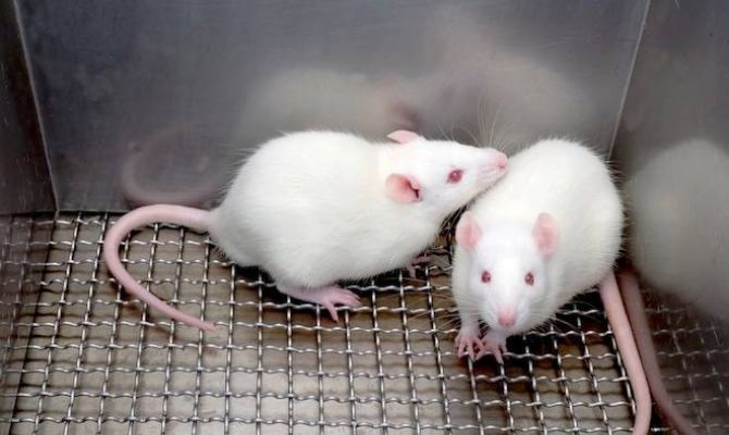 Вакцина от рака успешно прошла испытание на мышах