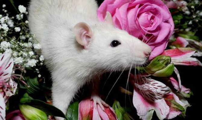 8 марта вход в Тульский экзотариум для женщин по детскому билету