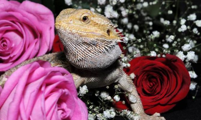 Тульский экзотариум 8 марта сделает подарок женщинам