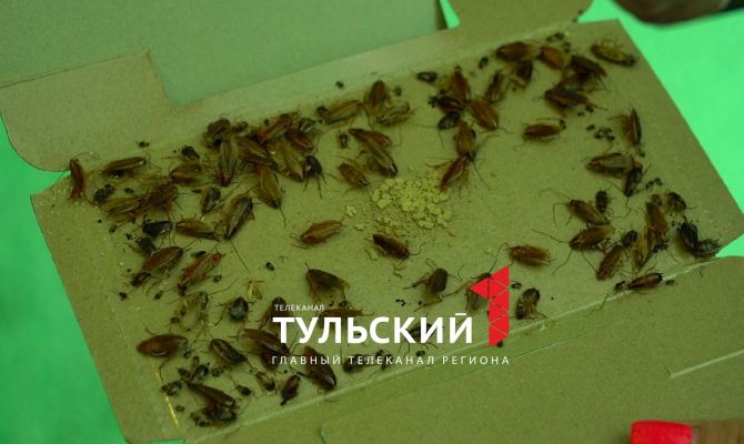 За три месяца жители пятиэтажки в Туле потратили почти 50 тысяч рублей на отраву для тараканов