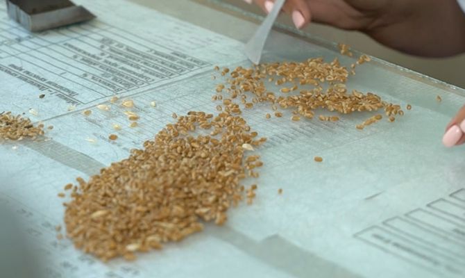 В Тульскую область привезли 55 тонн ячменя с нарушениями