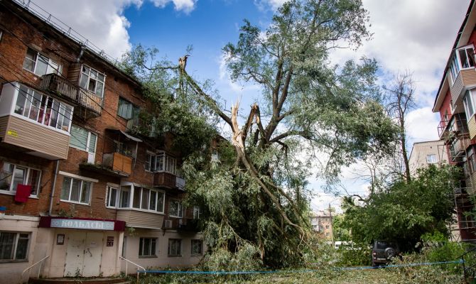 Администрация Алексина заплатит 84 000 рублей за падение дерева на автомобиль