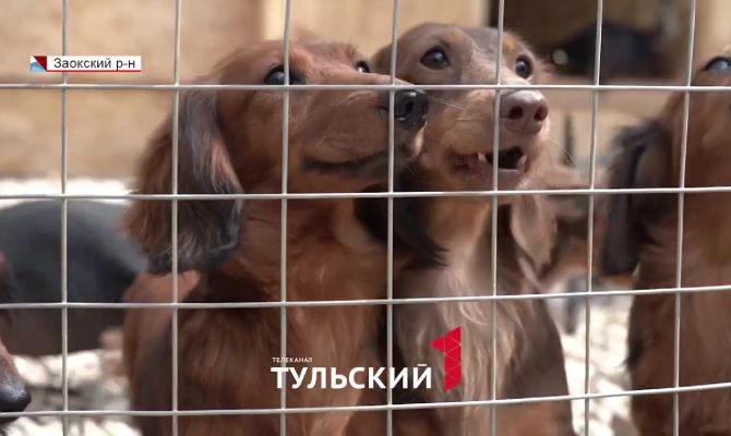 В Заокском районе женщина развела на участке 50 такс: что на самом деле происходит за забором