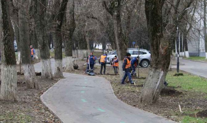 На проспекте Ленина в Туле приступили к посадке лип