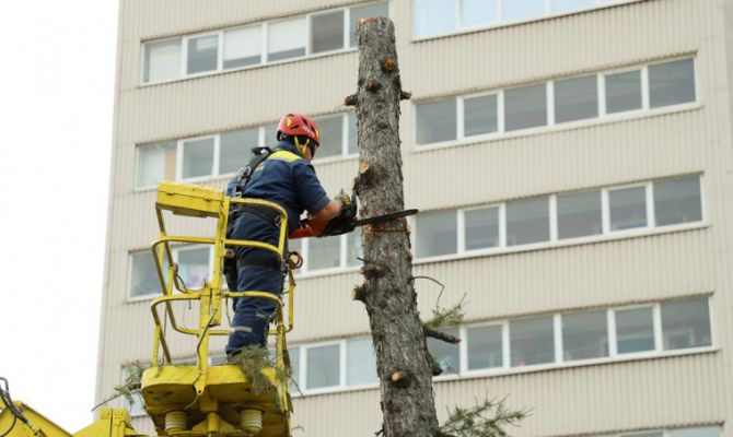 На перекрестке улицы Советской и Красноармейского проспекта появятся туи и ивы
