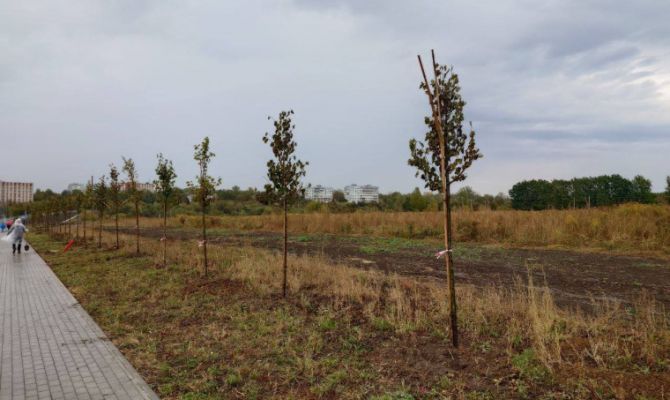 На субботнике в Туле высадили больше 500 деревьев
