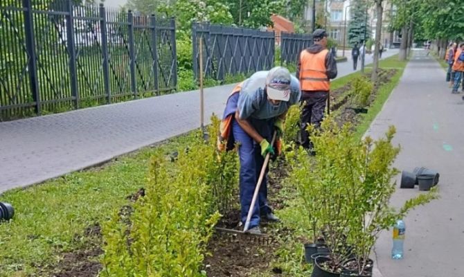 В Туле высаживают более тысячи кустов кизильника вдоль веломаршрута "Лев Толстой"
