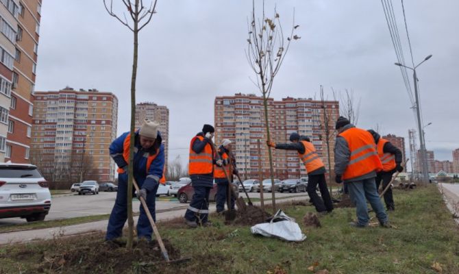 На каких улицах в Туле появятся новые деревья