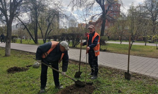 В Туле до конца года высадят больше 6 тысяч саженцев