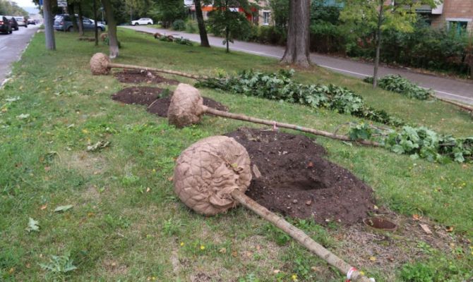 На улице Фрунзе в Туле высадили молодые клены