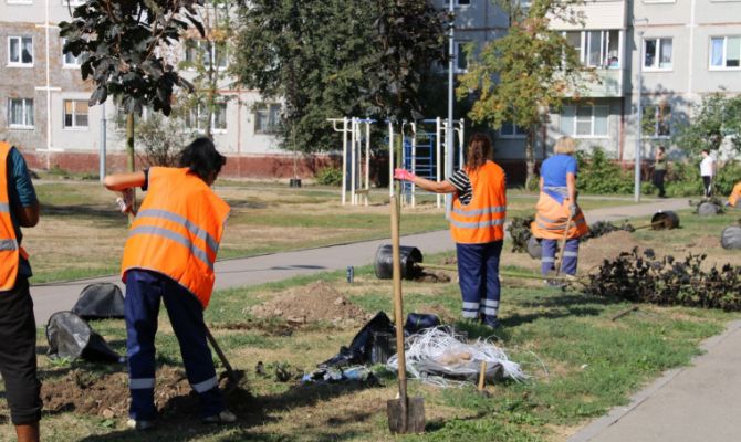 На улице Кауля в Туле высадили клены