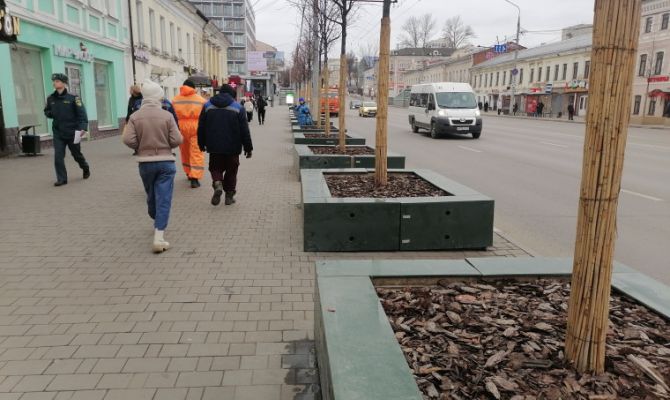 Деревья на проспекте Ленина в Туле защитят от реагентов и повреждений зимой