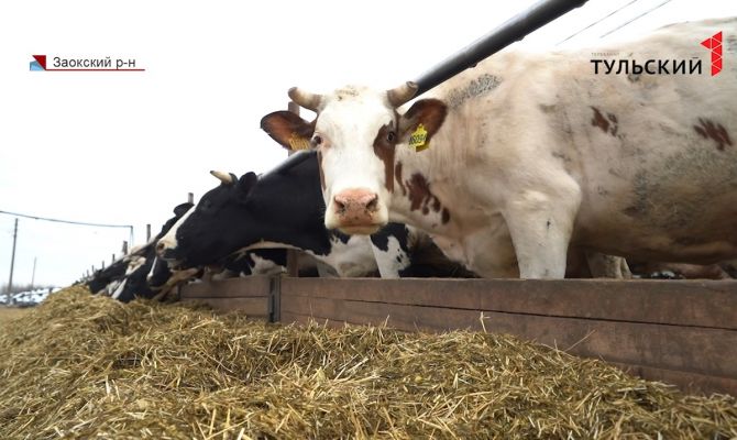 В России может подорожать молочная продукция: какая ситуация в Тульской области