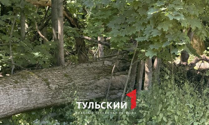 15-метровый тополь упал во дворе дома в Туле