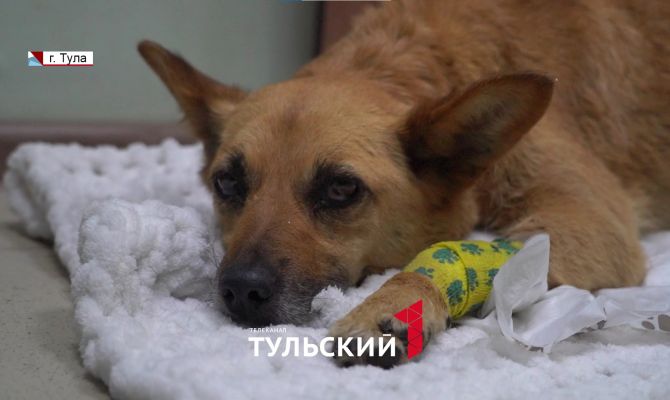 В Новомосковске собаку со сломанным позвоночником бросили умирать под дождем