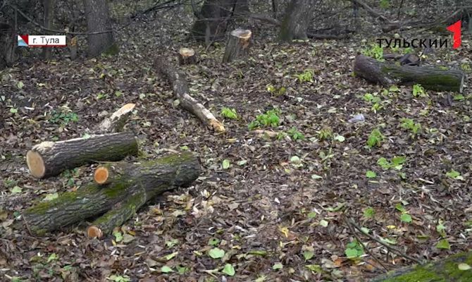 Хотели, как лучше, а получилось – как всегда: в Туле дачников подозревают в незаконной вырубке леса