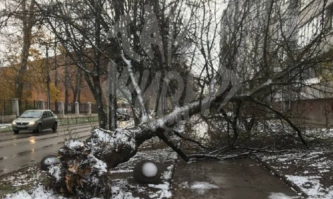 В Туле на улице Агеева ветер повалил дерево