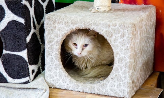 Россиян могут начать наказывать за выброшенных на улицу животных