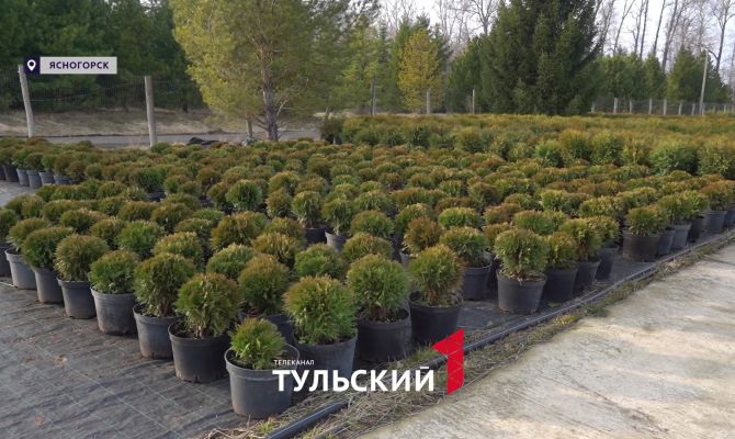 Как аномально теплая зима в Тульской области повлияет на цену туй и саженцев яблок