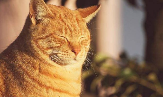 Синоптики: 2017 год побил рекорд по теплу