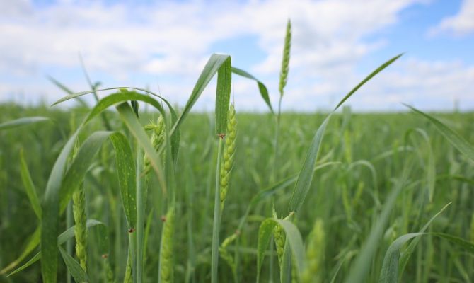 В Новомосковске завершили посевную кампанию