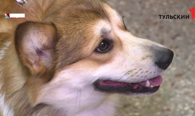 За выгул опасных собак без намордника туляков могут оштрафовать 