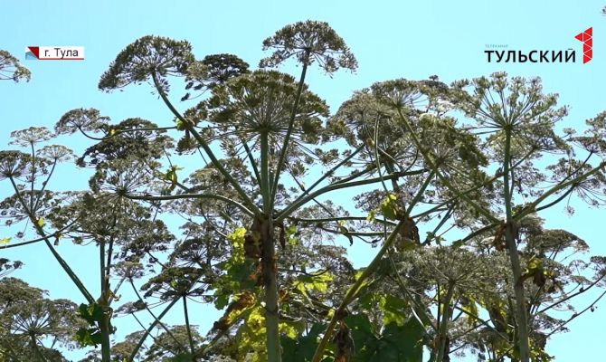 В Тульской области для борьбы с борщевиком будут применять передовые технологии