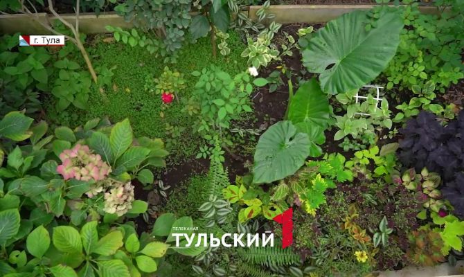 В тульской школе уроки начали проводить в тропическом саду