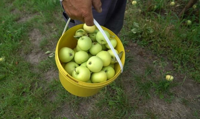 В тульском онлайн-магазине продавали незарегистрированные саженцы груш и яблонь